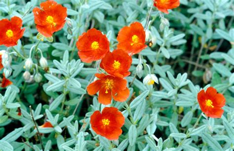 helianthemum rock rose pruning.